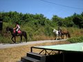 Les chevaux d' Equilibre-Cavalcade